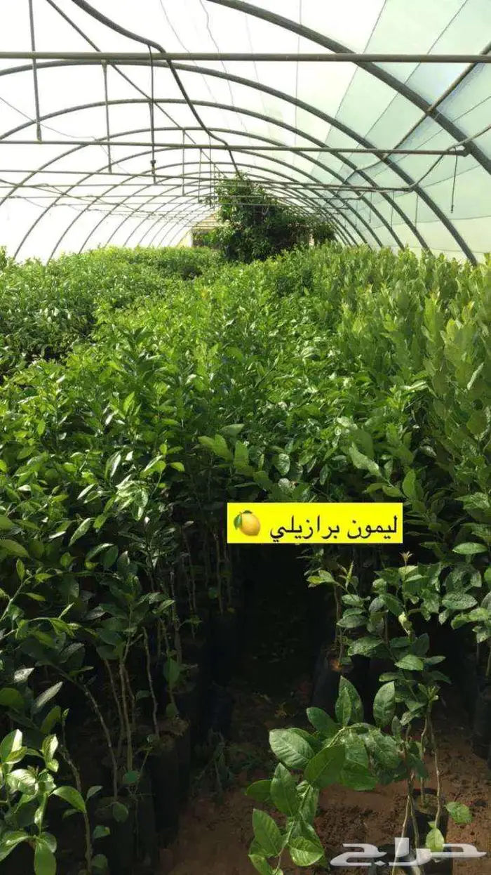 اشجار حمضيات 9