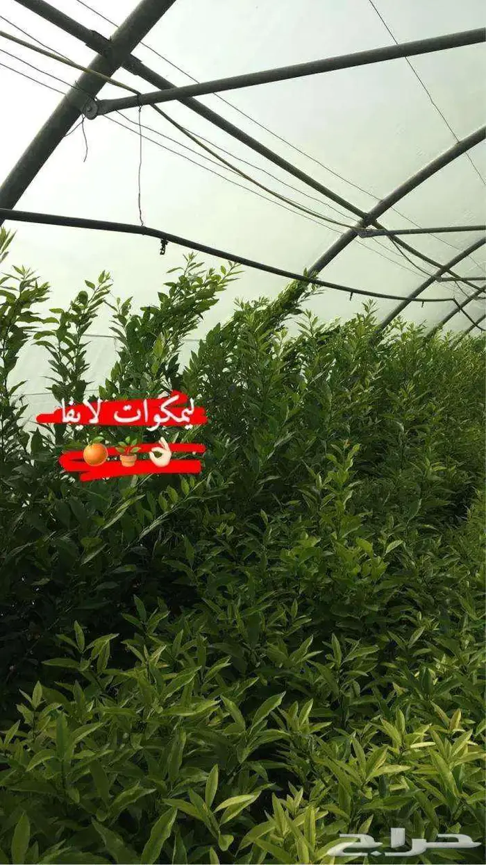 اشجار حمضيات 11