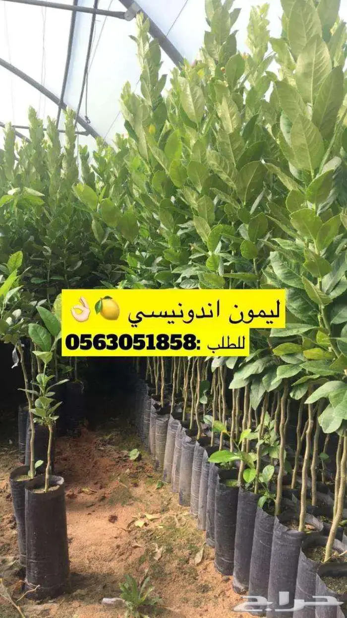 اشجار حمضيات 3