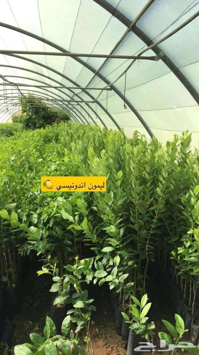 اشجار حمضيات 8