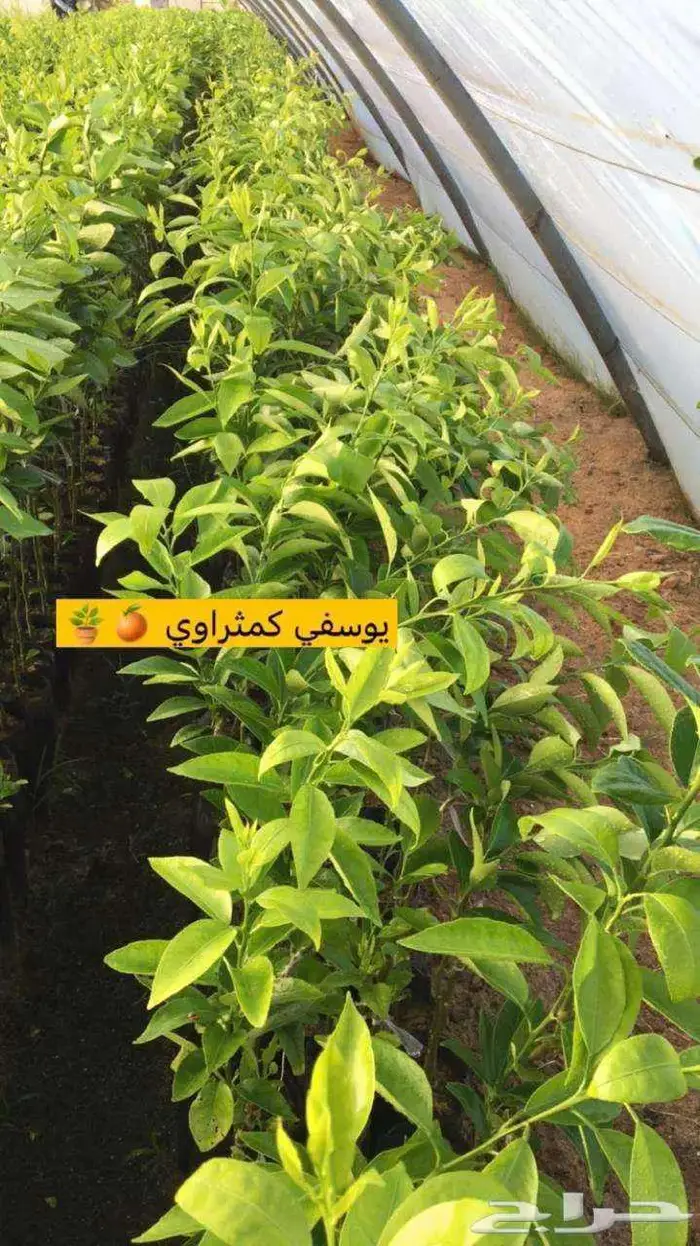 اشجار حمضيات 12