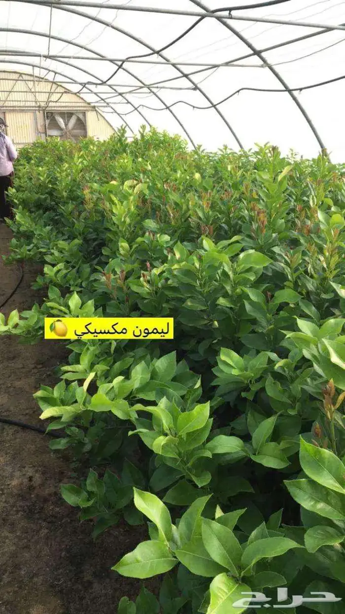 اشجار حمضيات 20