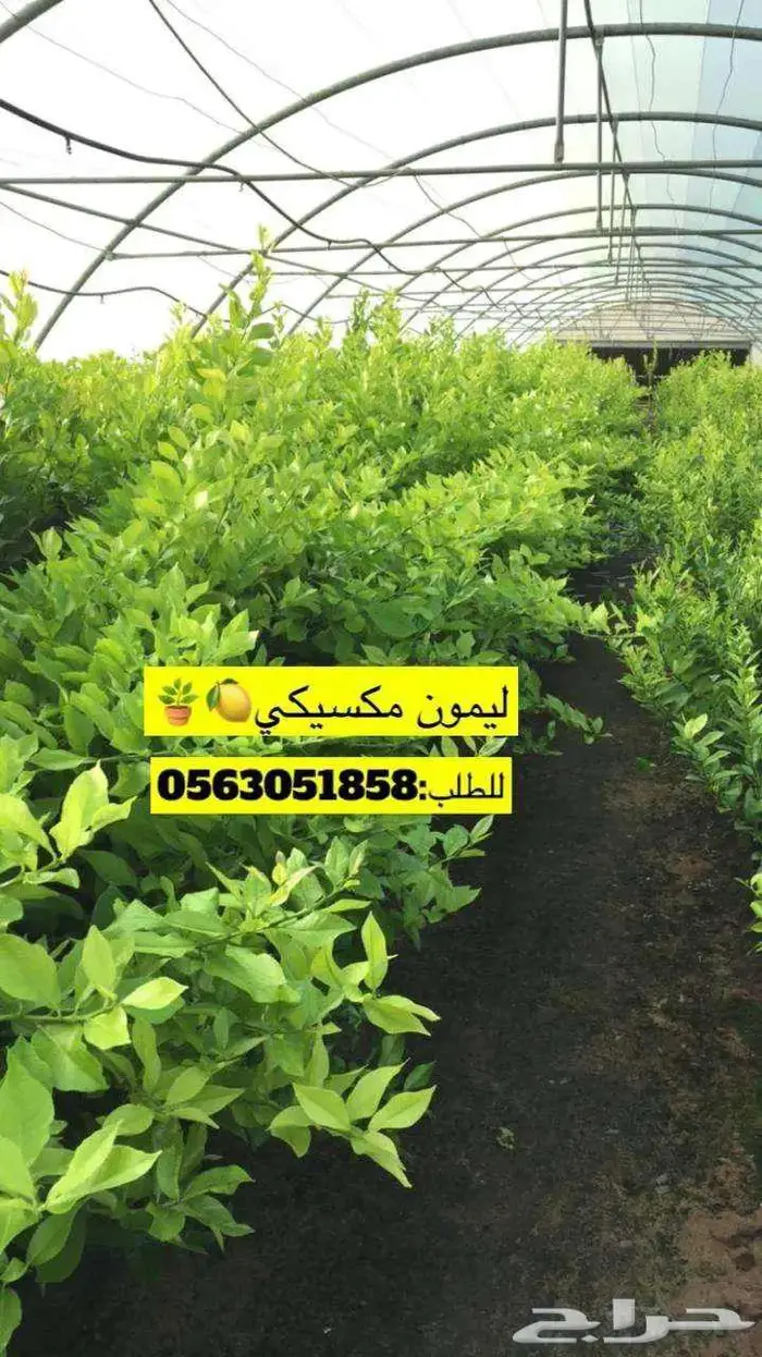 اشجار حمضيات 4