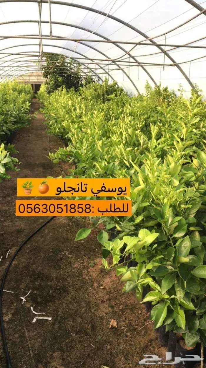 اشجار حمضيات 6