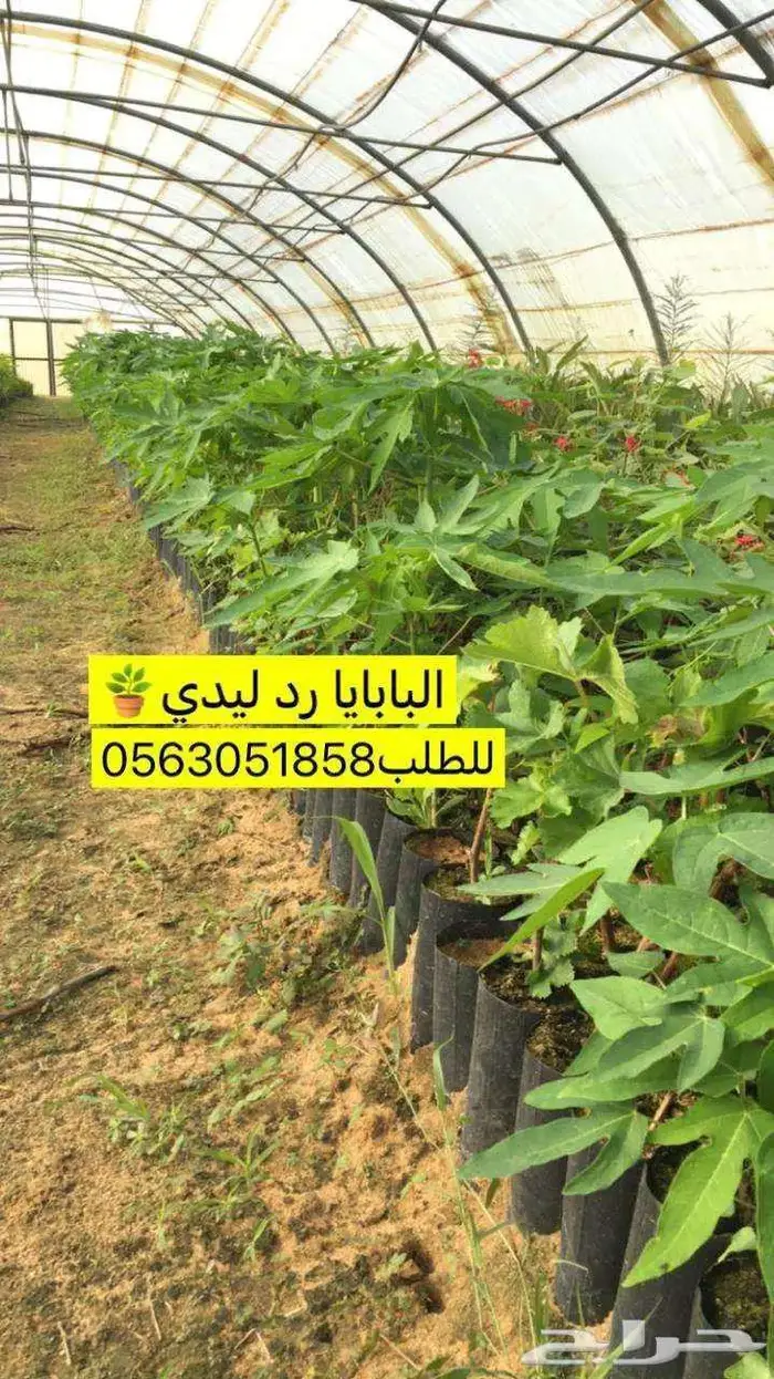 اشجار حمضيات 7