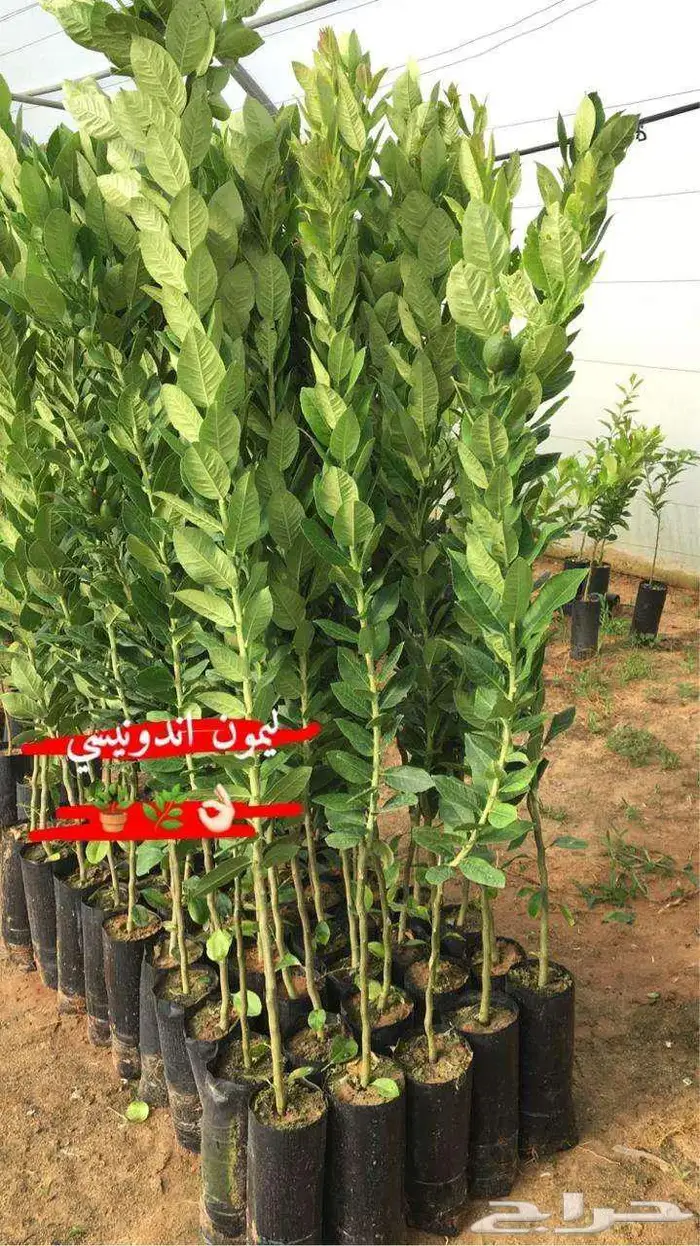اشجار حمضيات 1