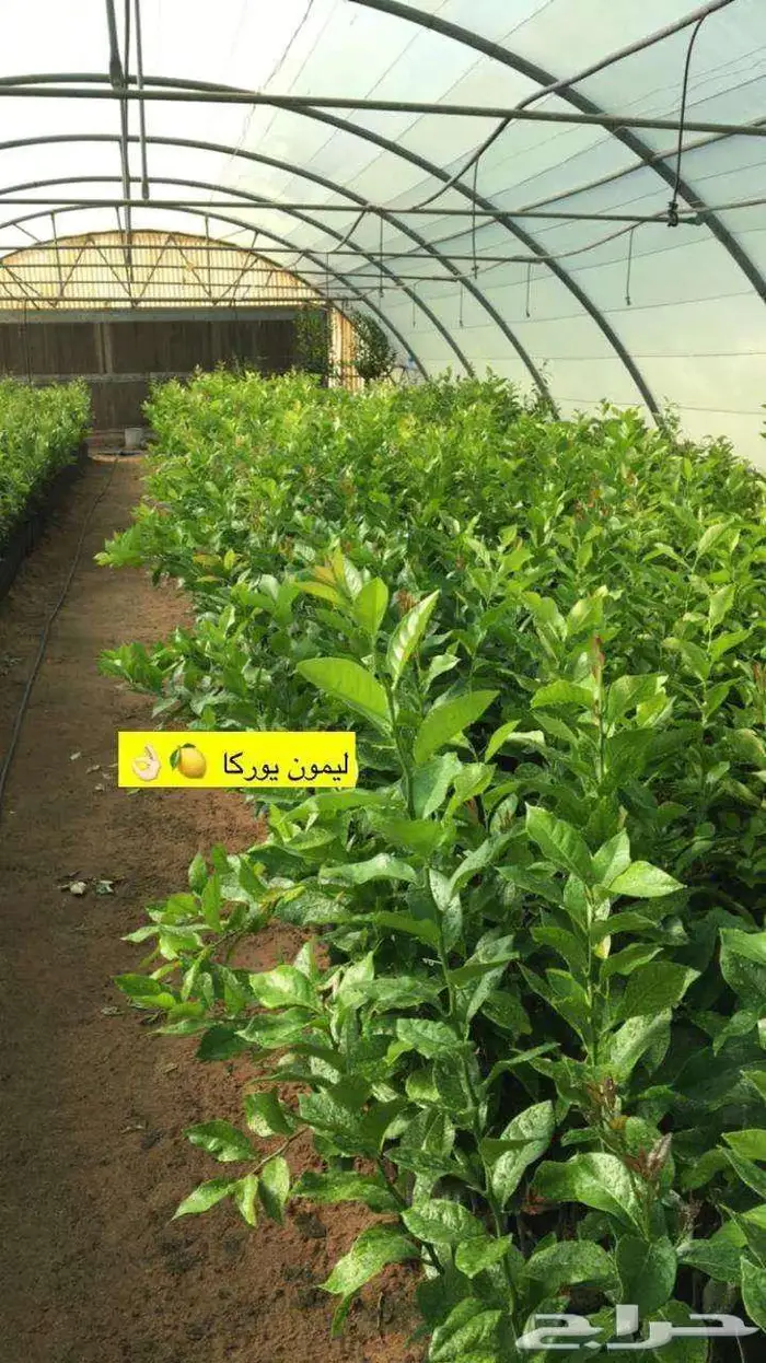 اشجار حمضيات 19