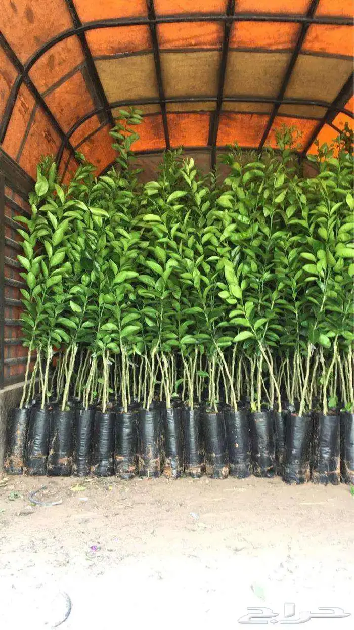 اشجار حمضيات 0