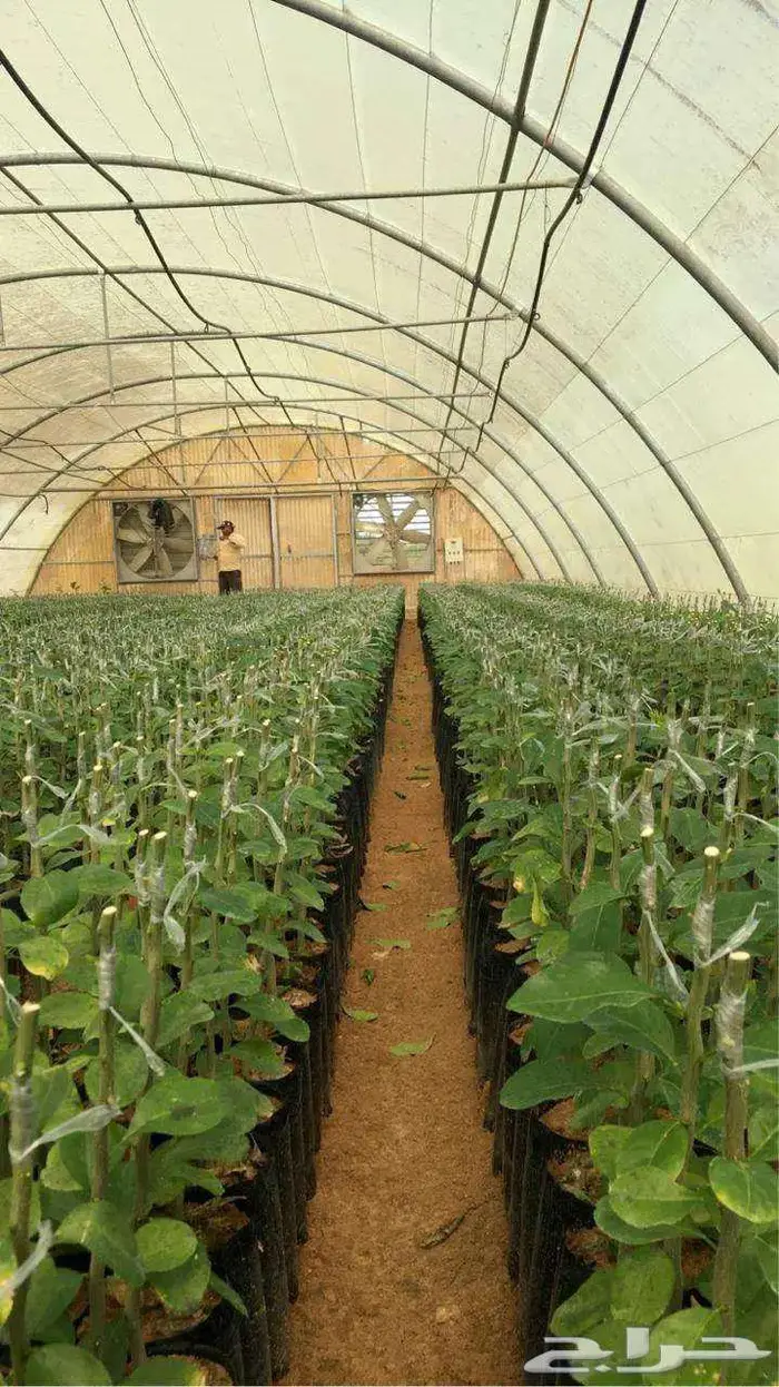 اشجار حمضيات 17