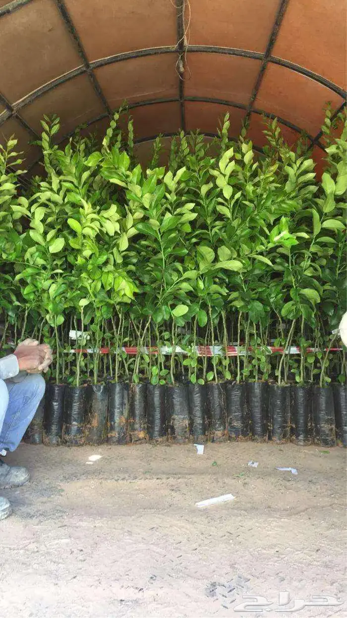 اشجار حمضيات 18