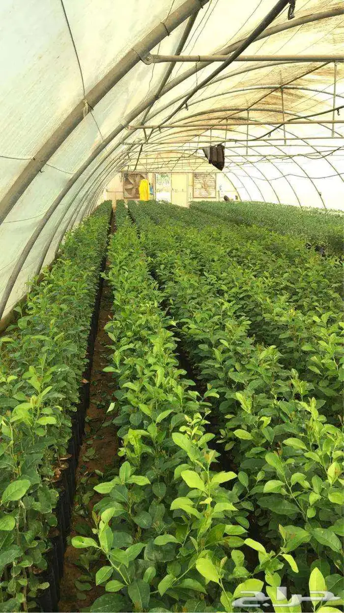 اشجار حمضيات 14