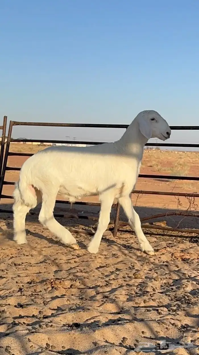 خروف حري عمر 3شهور مشروع فحل 2