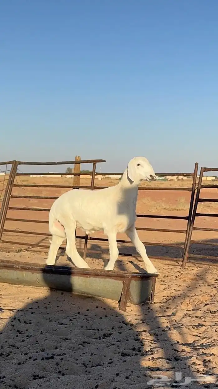 خروف حري عمر 3شهور مشروع فحل 1
