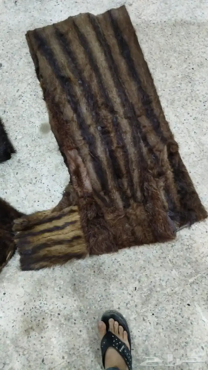 فروة فراوي فرواة طفيلي وطبيعي وصناعي جملة الجملة 31