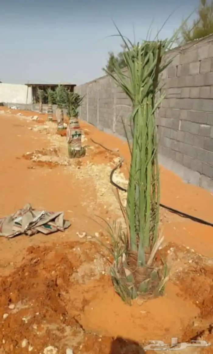 متوفر لدينا جميع انواع انخيل المثمرة وزينه وتنسيق الحدايق وت 7