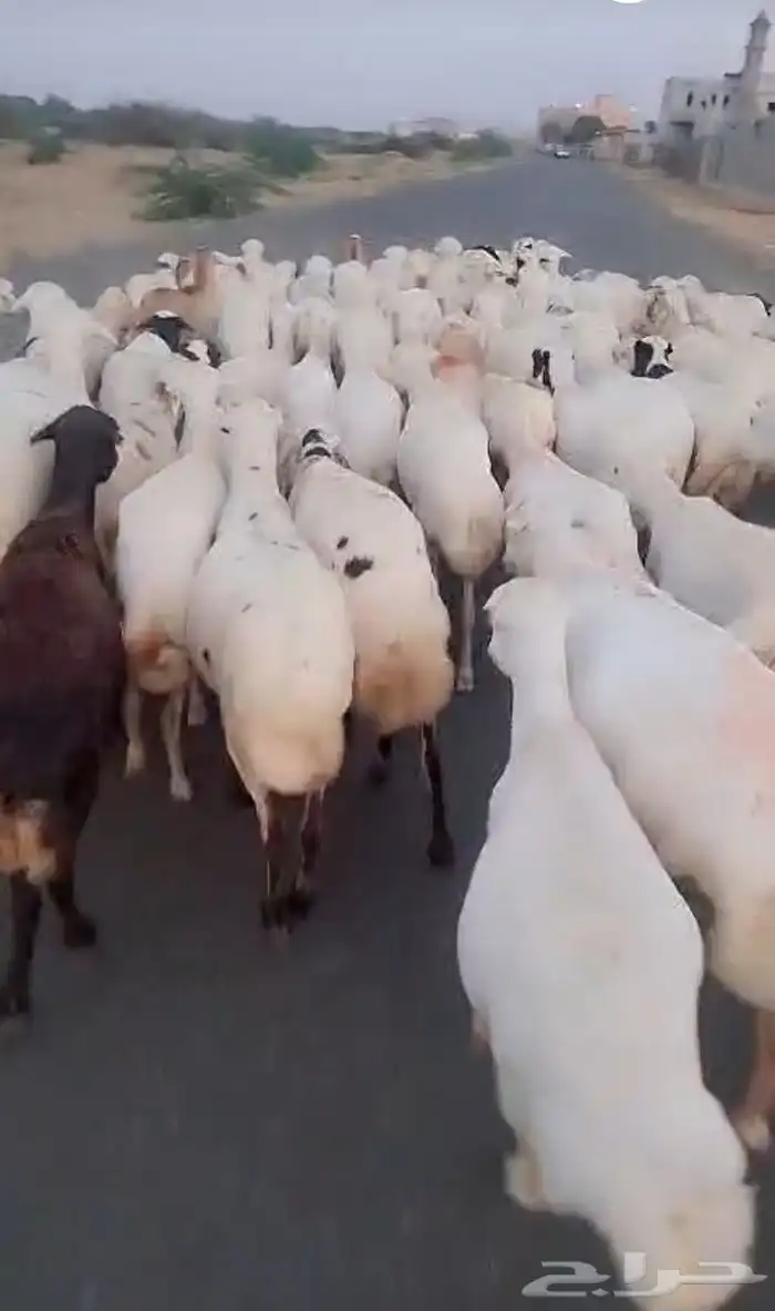 ضان رفيديات قرايب اسن طيب وحروم طيب ولا عدد ميه مشروط 0