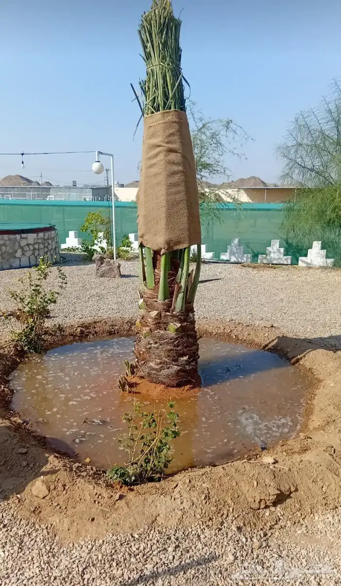 توريد وزراعة جميع انواع النخيل المثمرة نقائل وفسائل 5