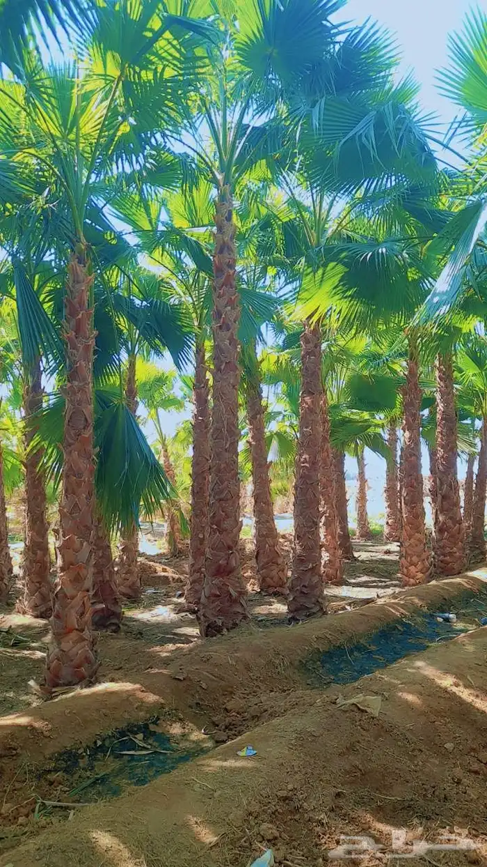 نخل واشنطنيا زينه أمريكي 0