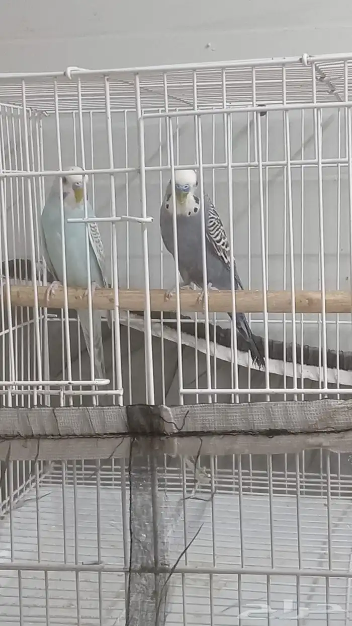 طيور بادجي او حب 1