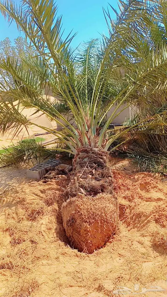 توريد وزراعة النخيل في الجلة وتبراك 3