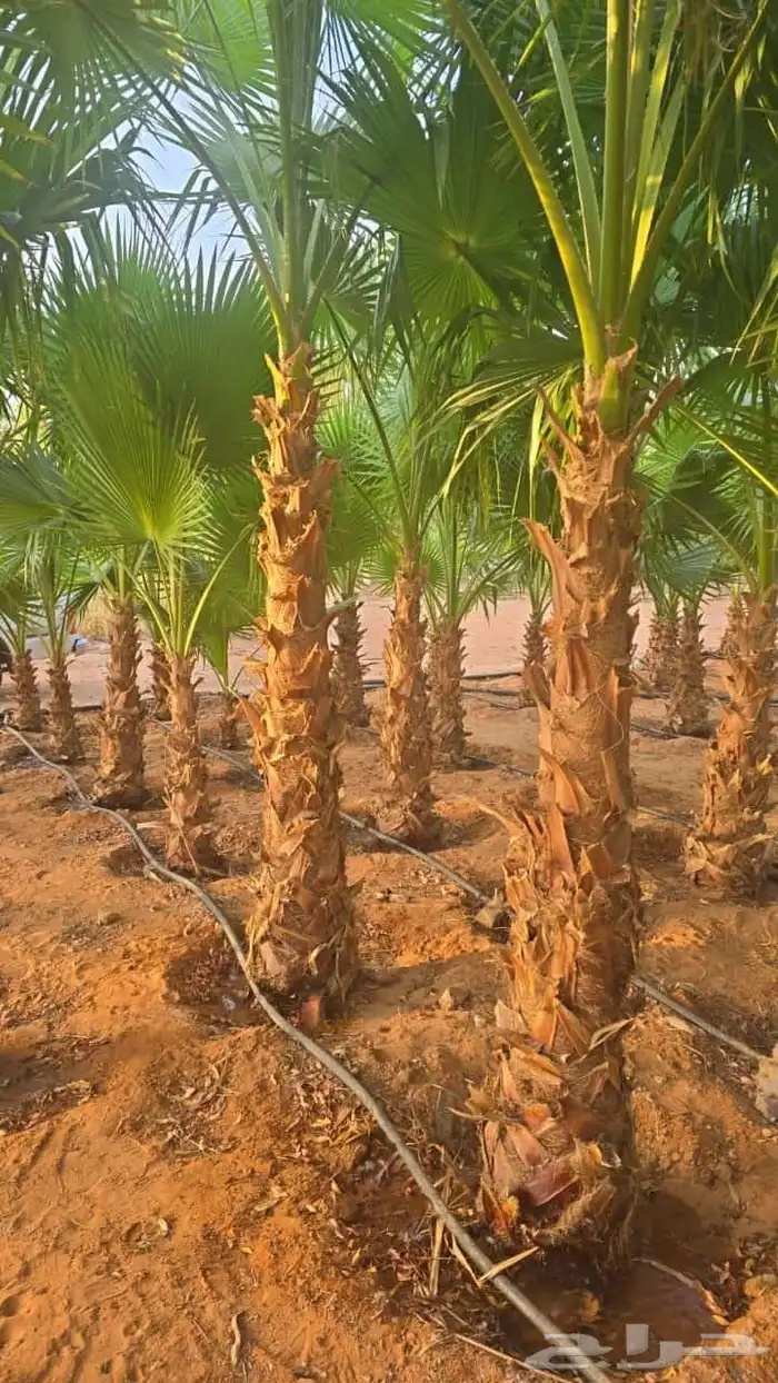 نخل واشنطن زينه للبيع ونخل مثمر لتواصل 16