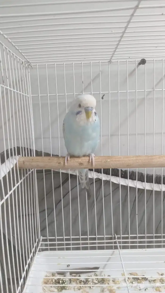 طيور بادجي او حب 0