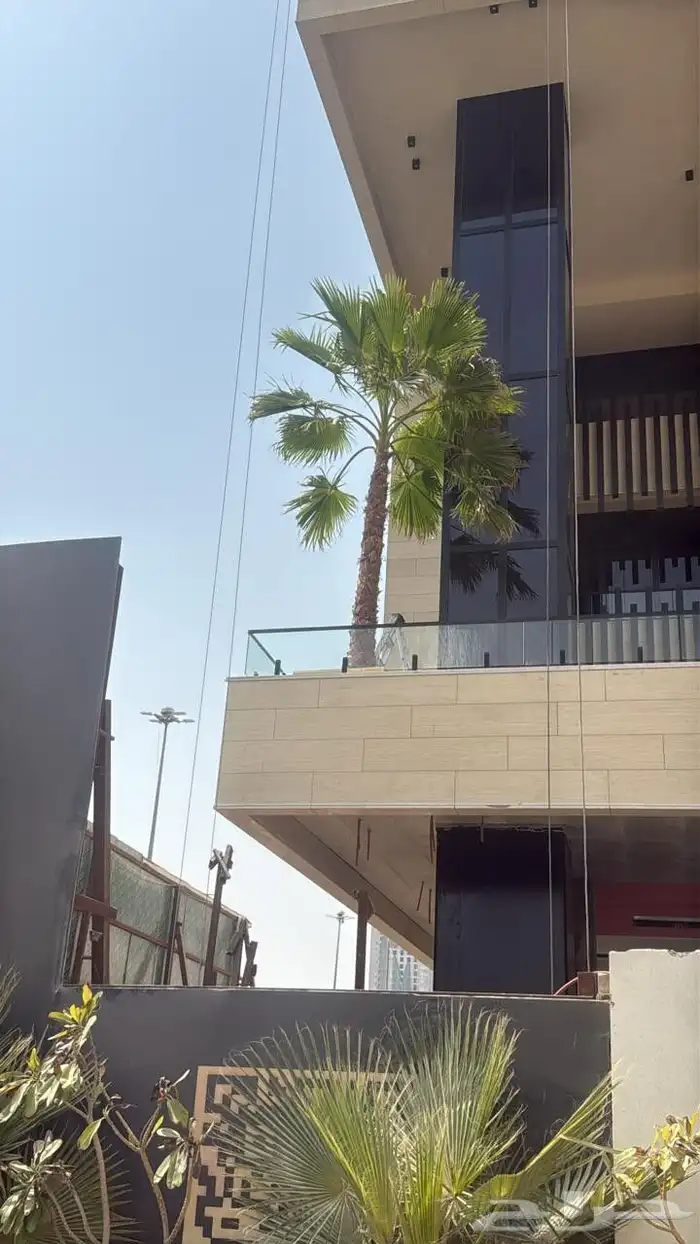 نخل واشنطن زينه للبيع ونخل مثمر لتواصل 10