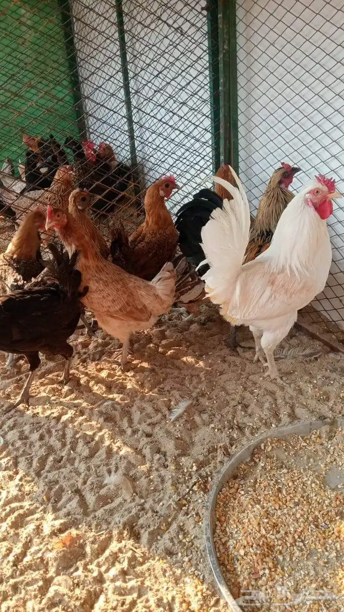 دجاج وديوك بلدي منتجه 0