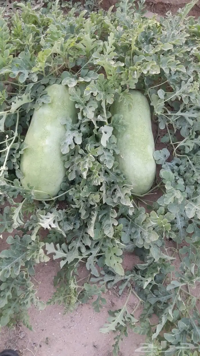 محصول حبحب كامل للبيع 1