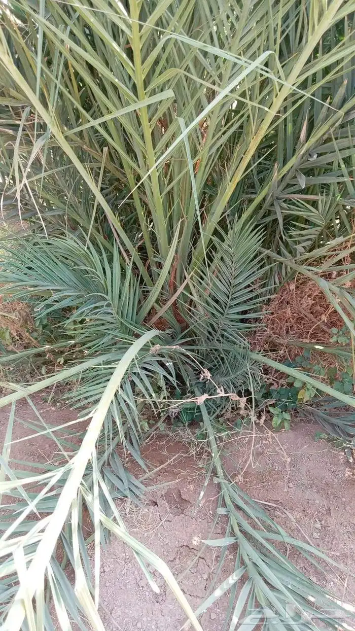 نخل مثمر نخل القصيم نخل للبيع صقعي مجدول سكري ونانه لبانه عج 9