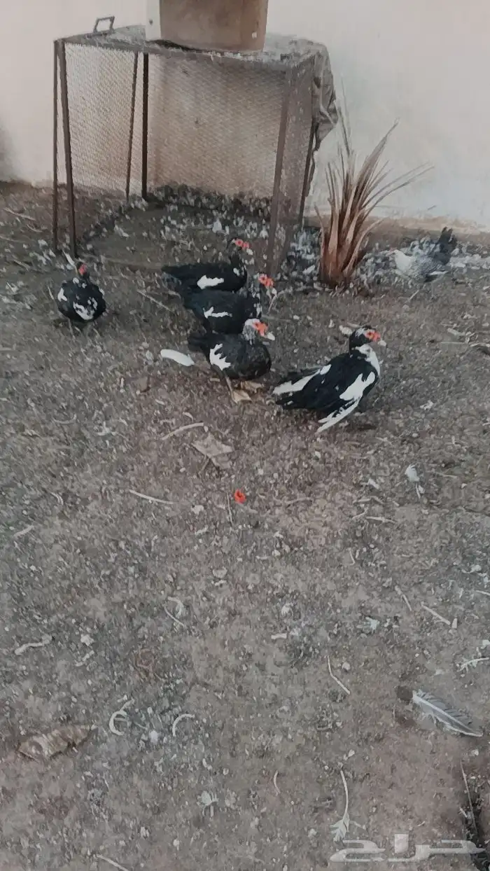 30 جوز بط بلدي بياض مسكوفي للبيع 0