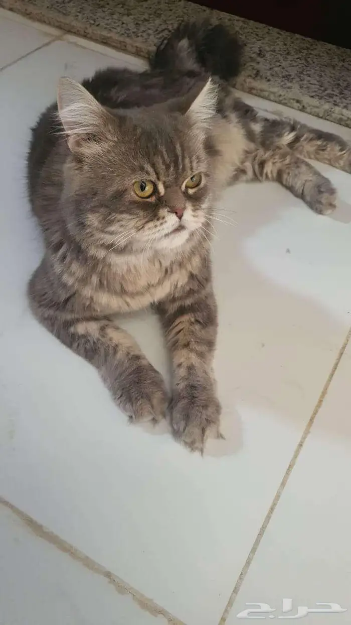 قطه للتبني 0