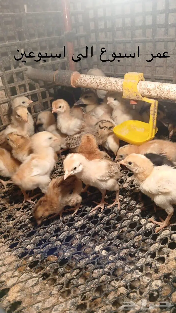 صيصان و فروخ دجاج فرنسي للبيع 1