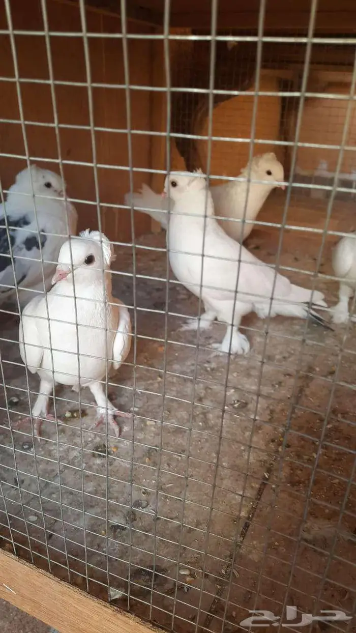 حمام مشكل للبيع 1