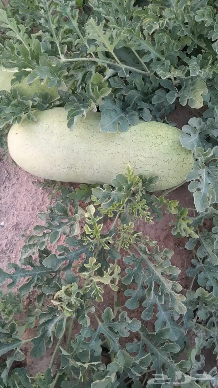 محصول حبحب كامل للبيع 0