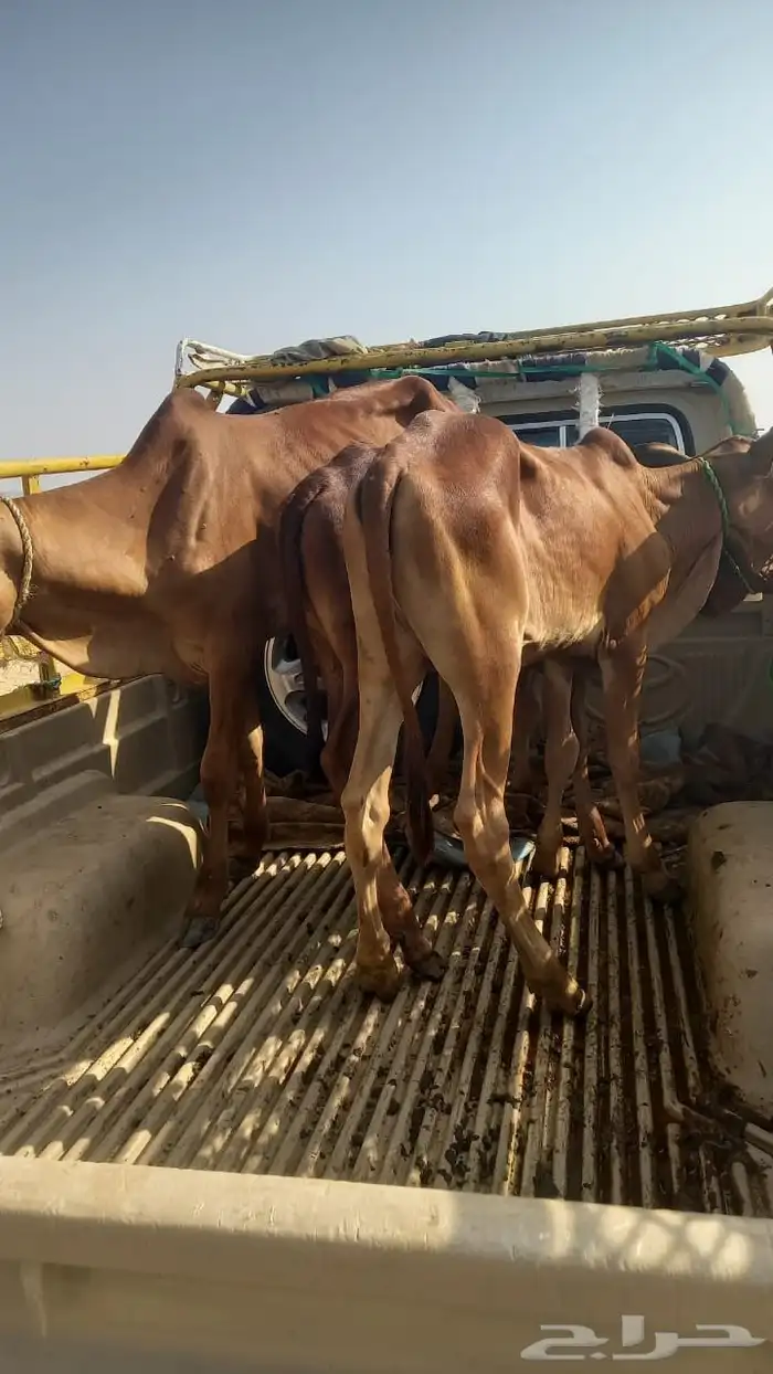خبيش بقر للبيع 0