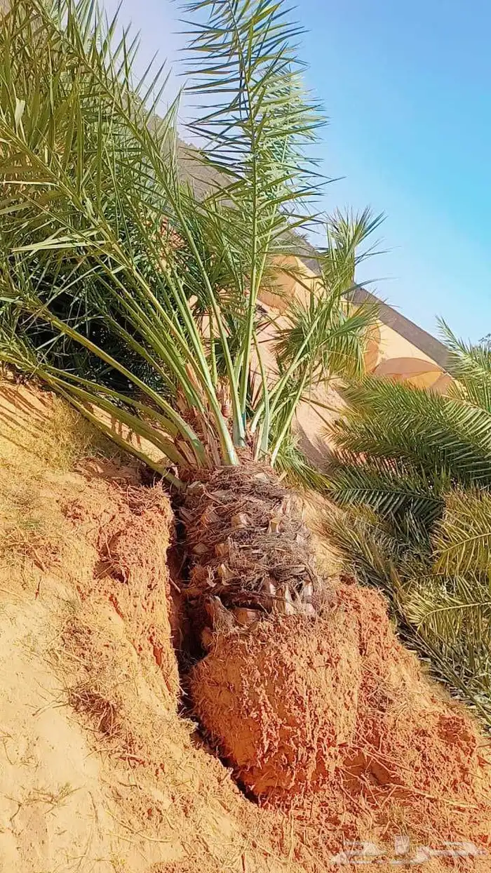 توريد وزراعة النخيل المثمرة بكل مقاساته نقائل وفسائل 3