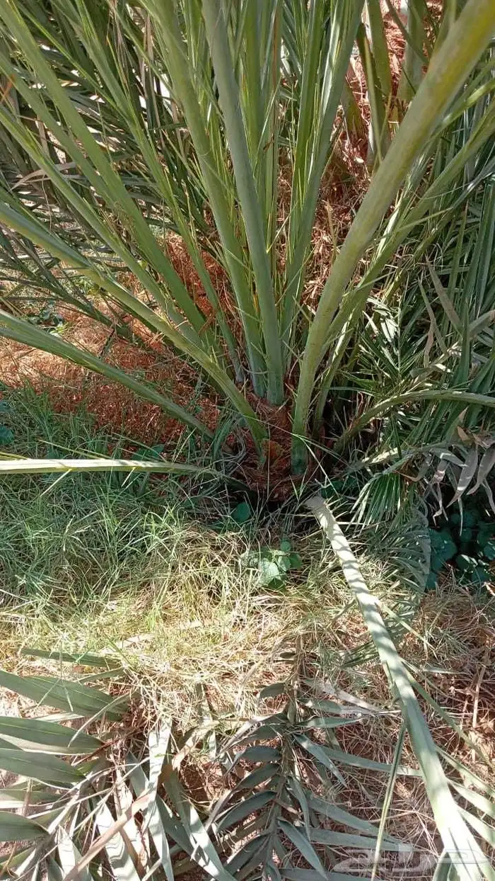 نخل مثمر نخل القصيم نخل للبيع صقعي مجدول سكري ونانه لبانه عج 0