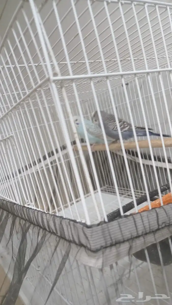 طيور بادجي او حب 2