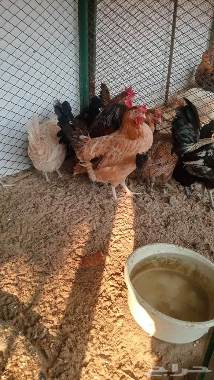دجاج وديوك بلدي منتجه 1