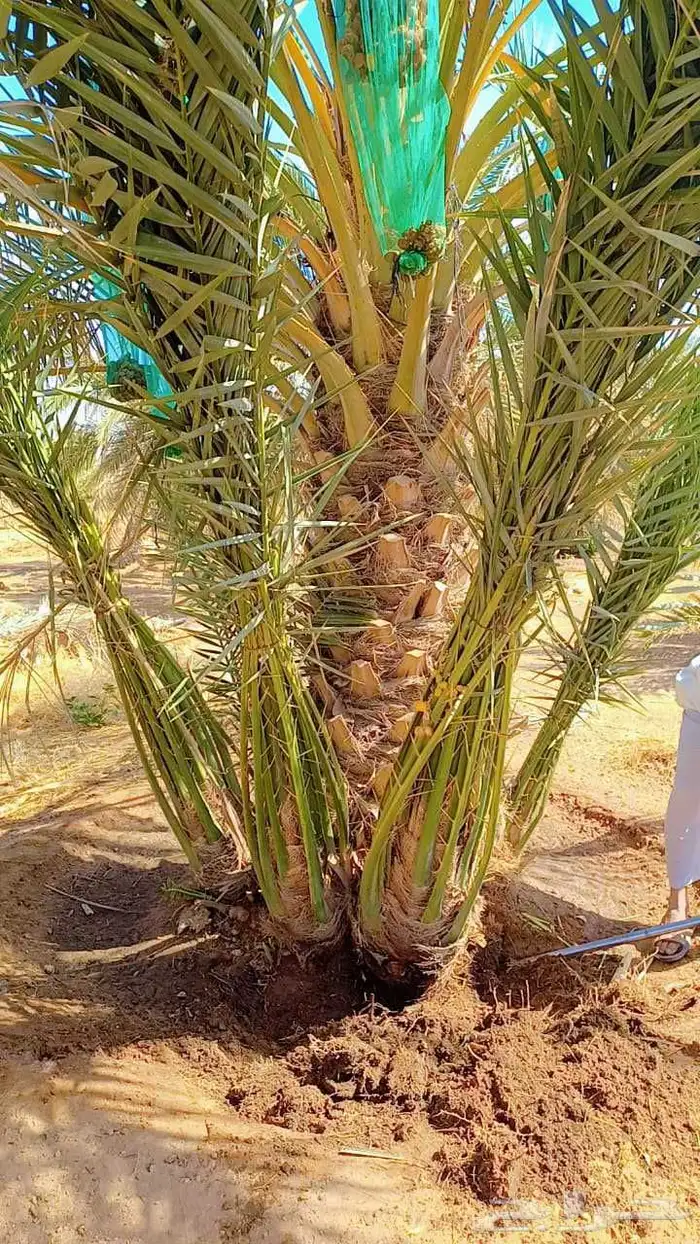 توريد وزراعة النخيل المثمرة نقائل وفسائل في الرياض 1