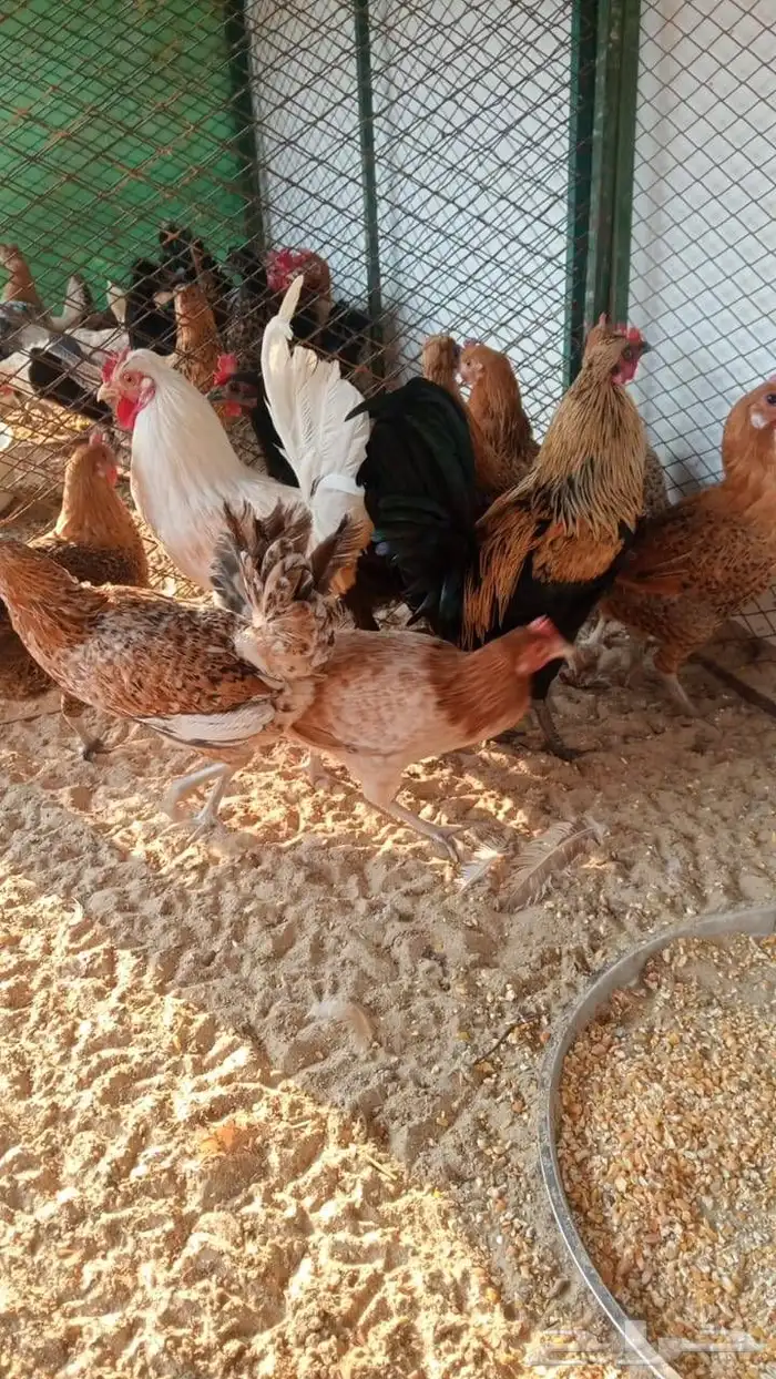 دجاج وديوك بلدي منتجه 3