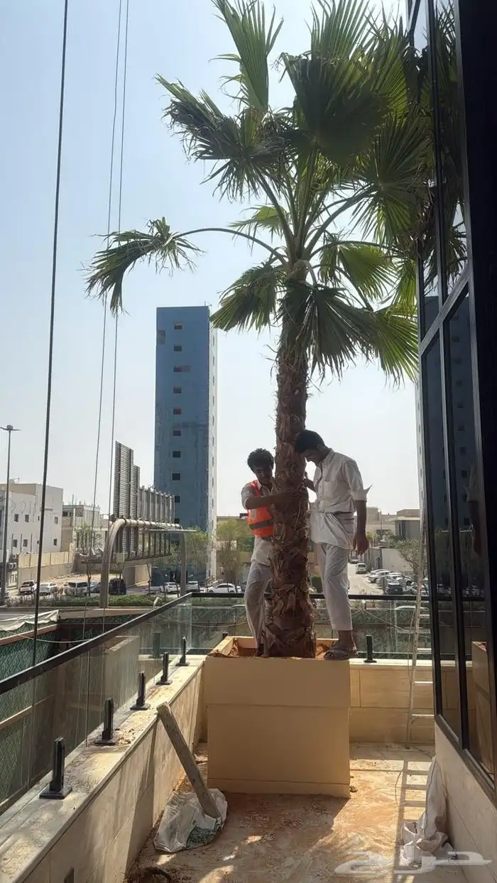 نخل واشنطن زينه للبيع ونخل مثمر لتواصل 11