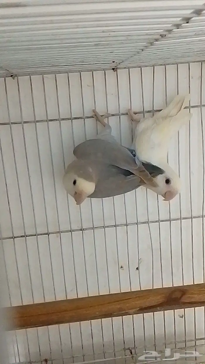 جوز روز للبيع عنده 5 بيضات 0