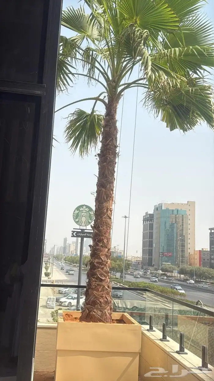 نخل واشنطن زينه للبيع ونخل مثمر لتواصل 9