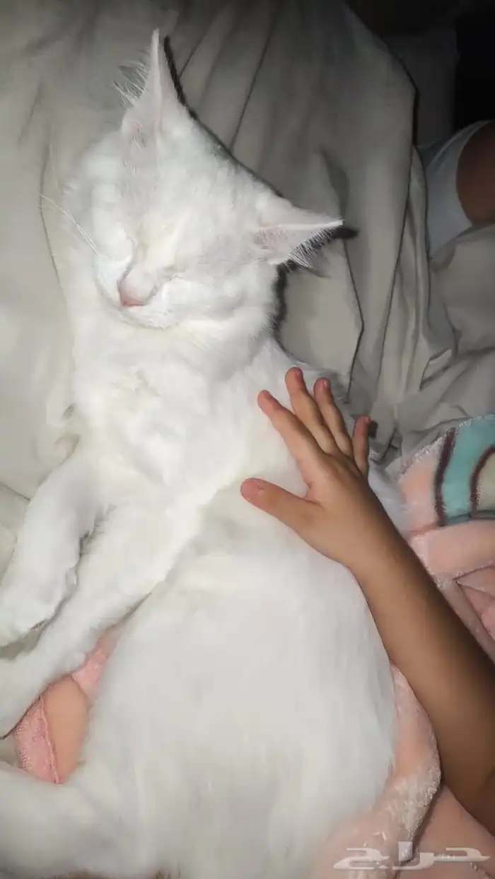 قطط مفقود حي الدعيثه 1