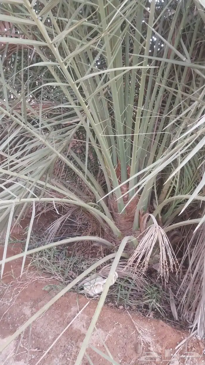 نخل مثمر نخل القصيم نخل للبيع صقعي مجدول سكري ونانه لبانه عج 2