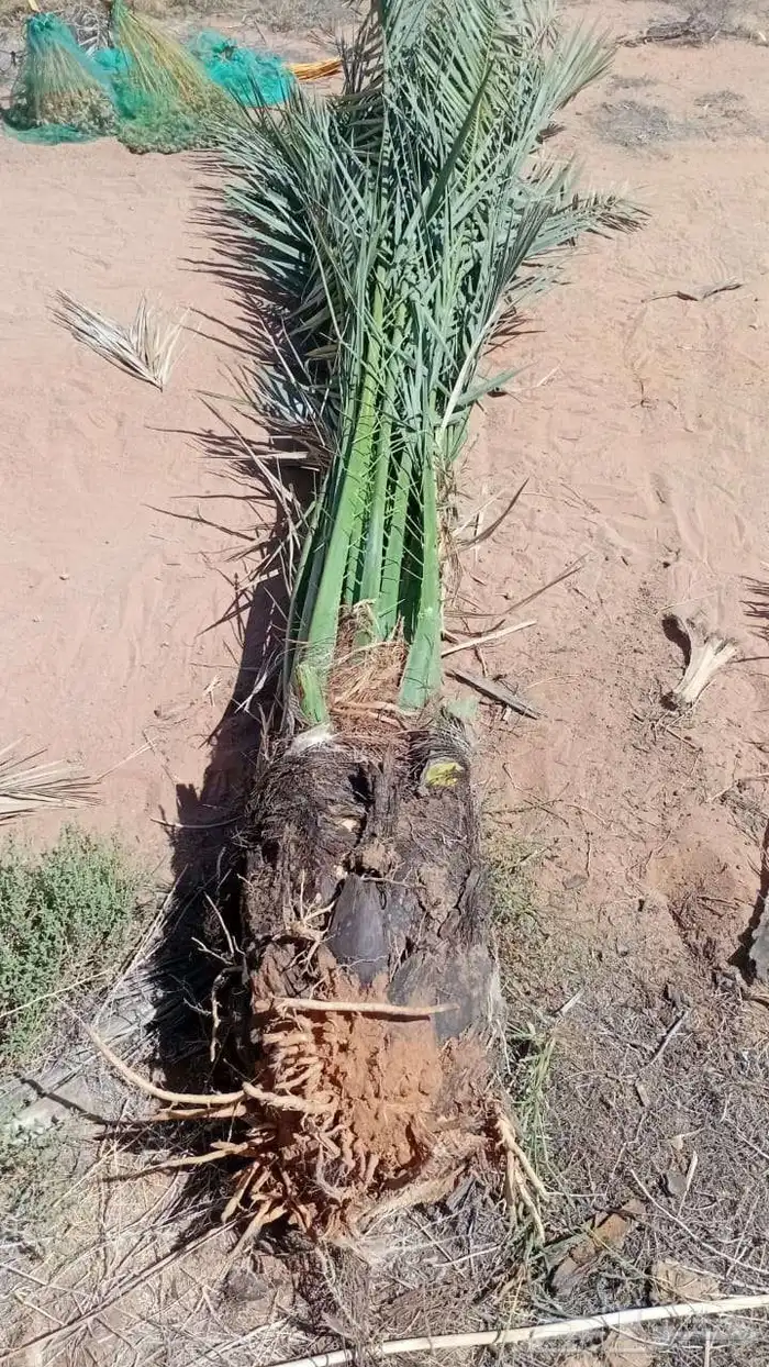 نعمل في قلع وغرس وتوريد جميع أنواع النخيل العربي ولاشنطن 0