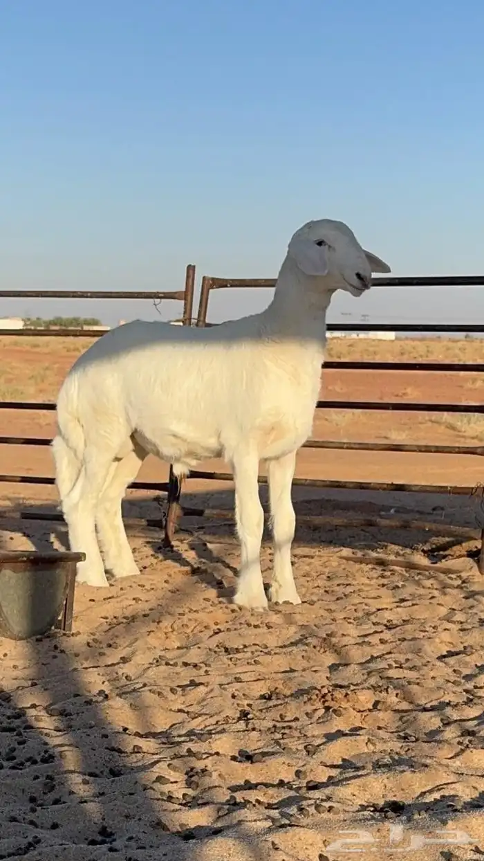 خروف حري عمر 3شهور مشروع فحل 4