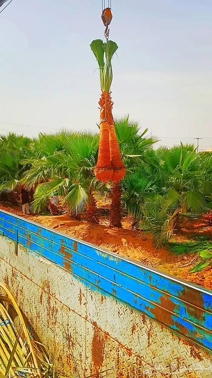 نخل واشنطني واشنطونيا نخل مثمر نقايل جثايث اخلاص سكري برحي ص 2